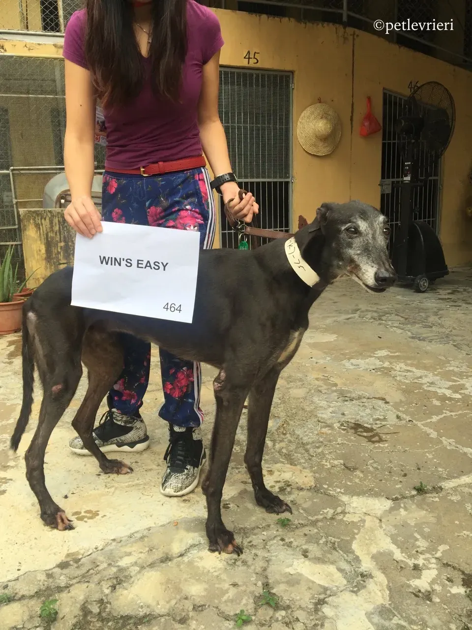 wins easy adozione greyhound macao 1