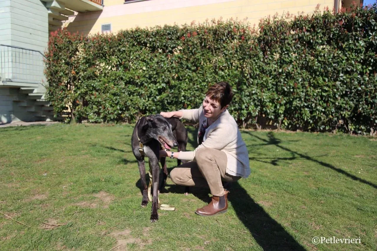 wins easy adozione greyhound macao 10