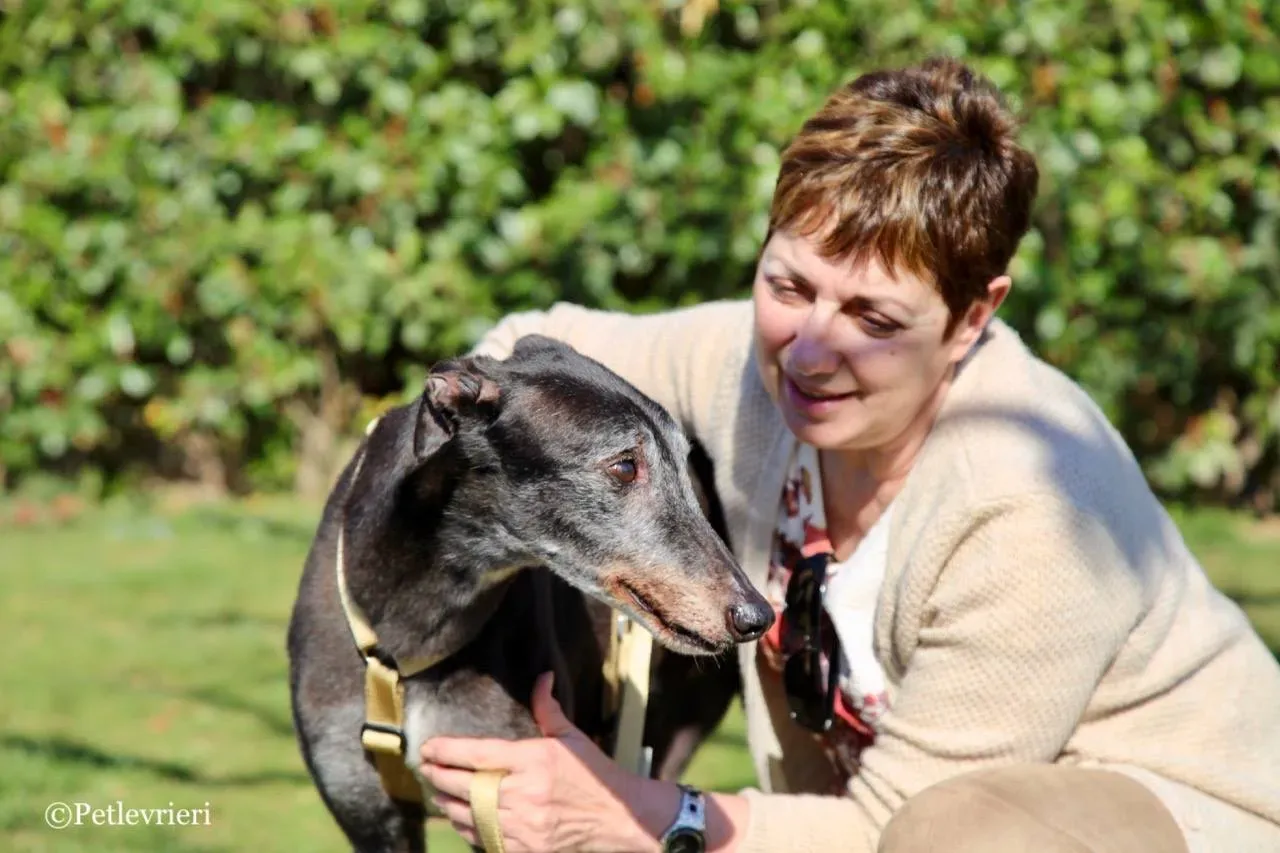 wins easy adozione greyhound macao 12