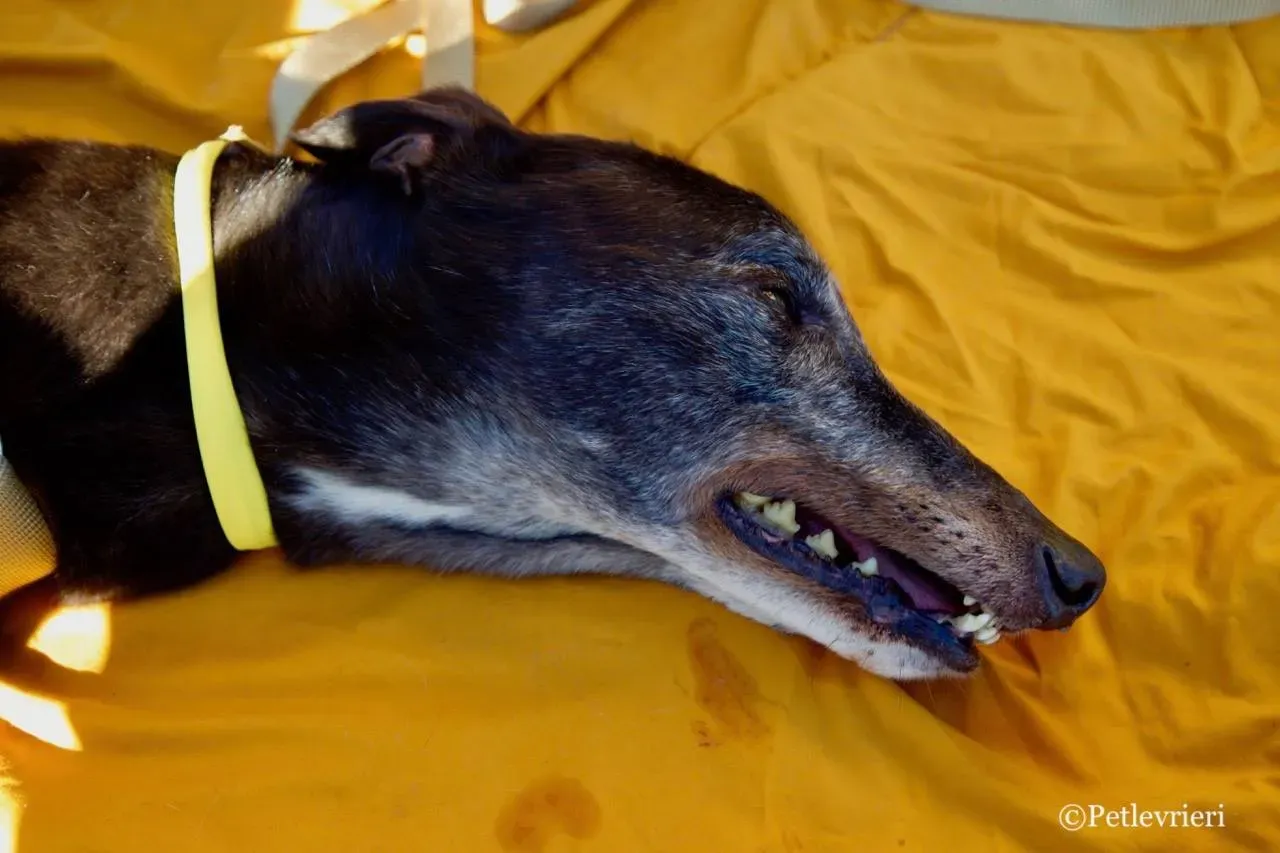 wins easy adozione greyhound macao 14