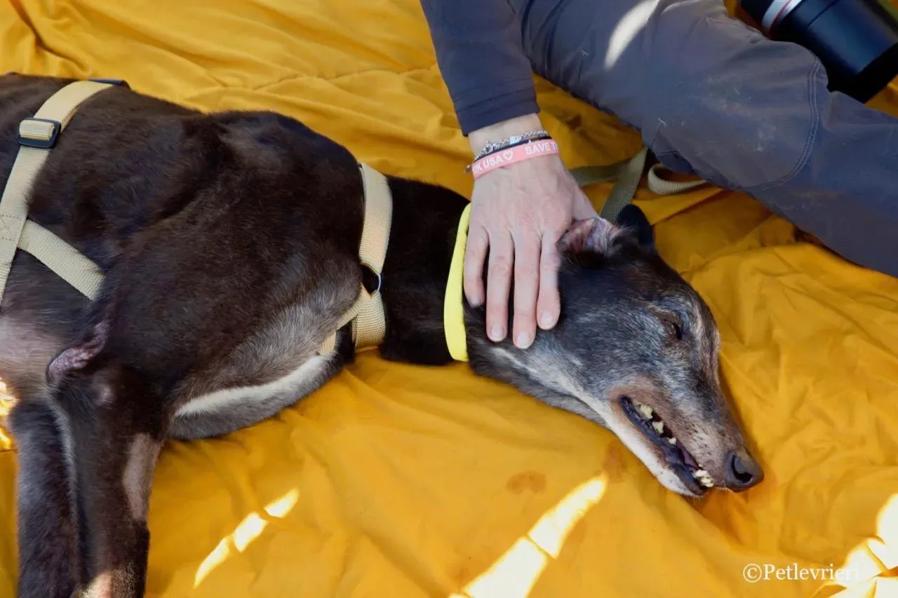 wins easy adozione greyhound macao 15