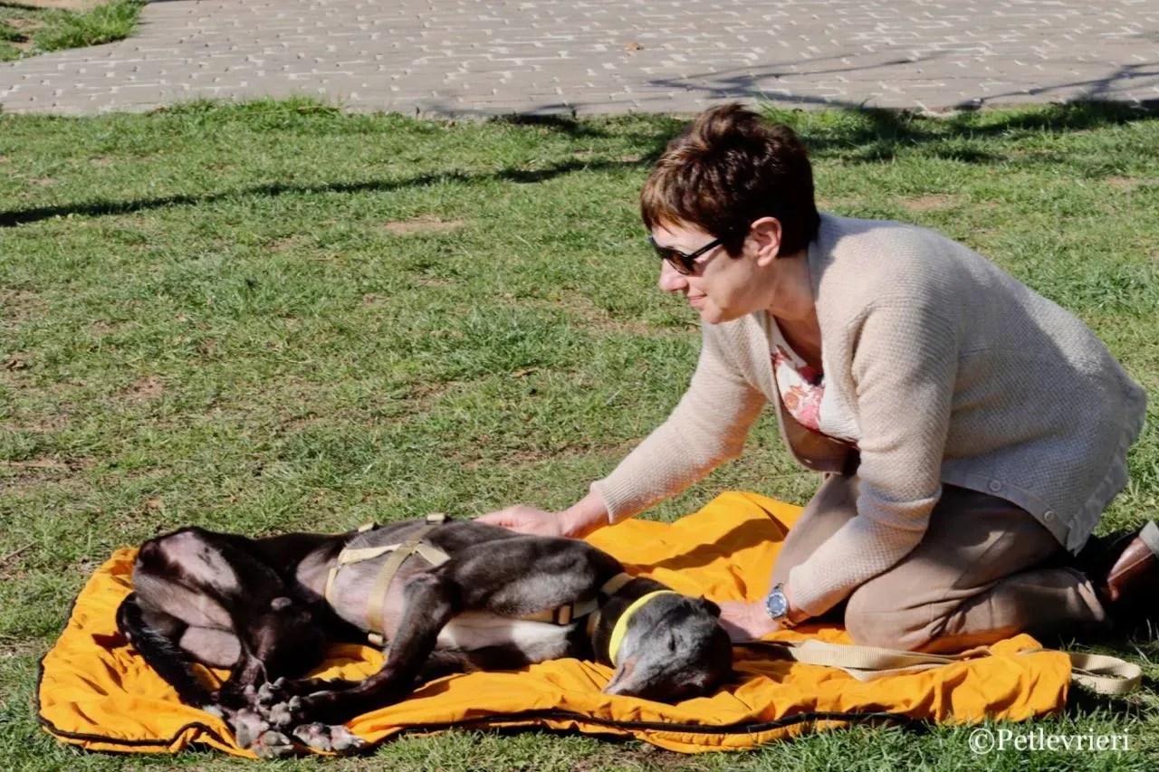 wins easy adozione greyhound macao 17