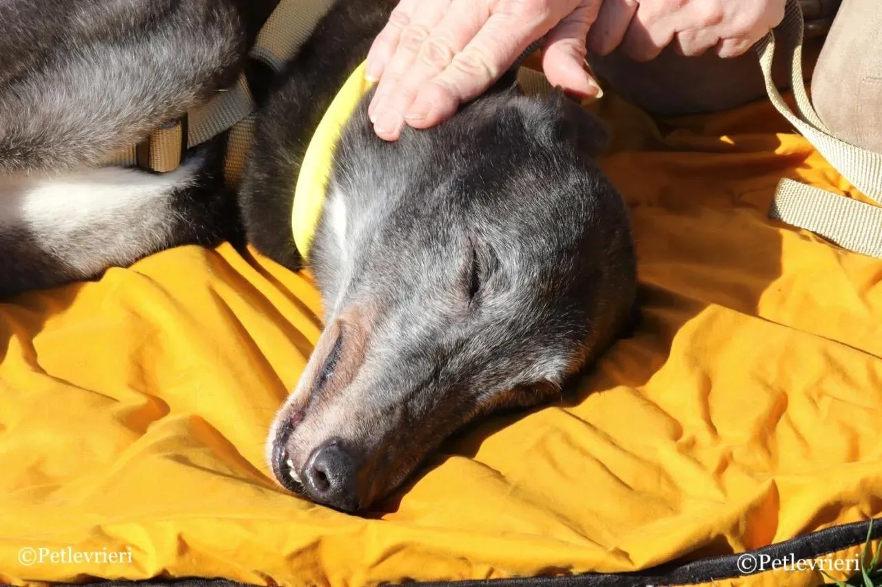 wins easy adozione greyhound macao 18