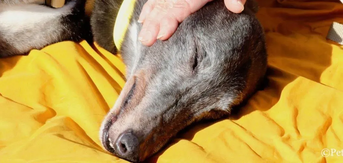 wins easy adozione greyhound macao 19 e1552684104162