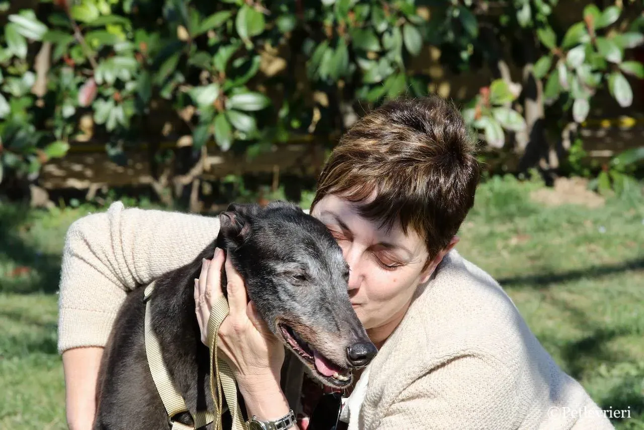 wins easy adozione greyhound macao 2 1