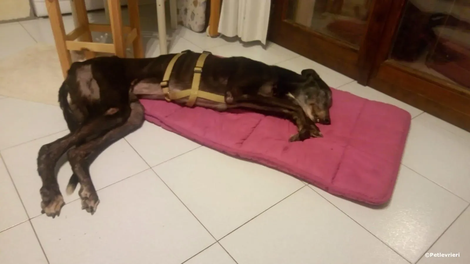 wins easy adozione greyhound macao 2 2