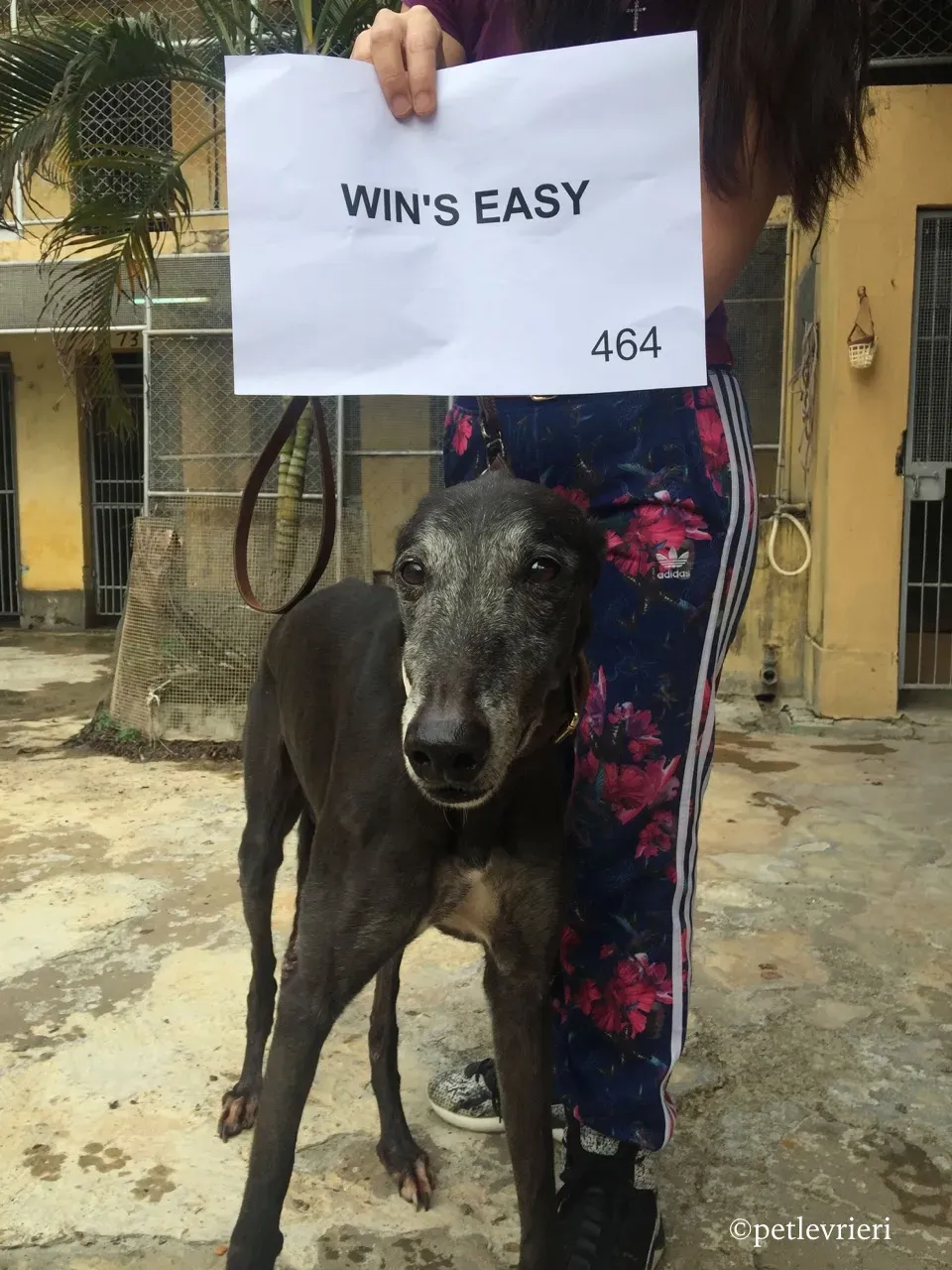 wins easy adozione greyhound macao 2
