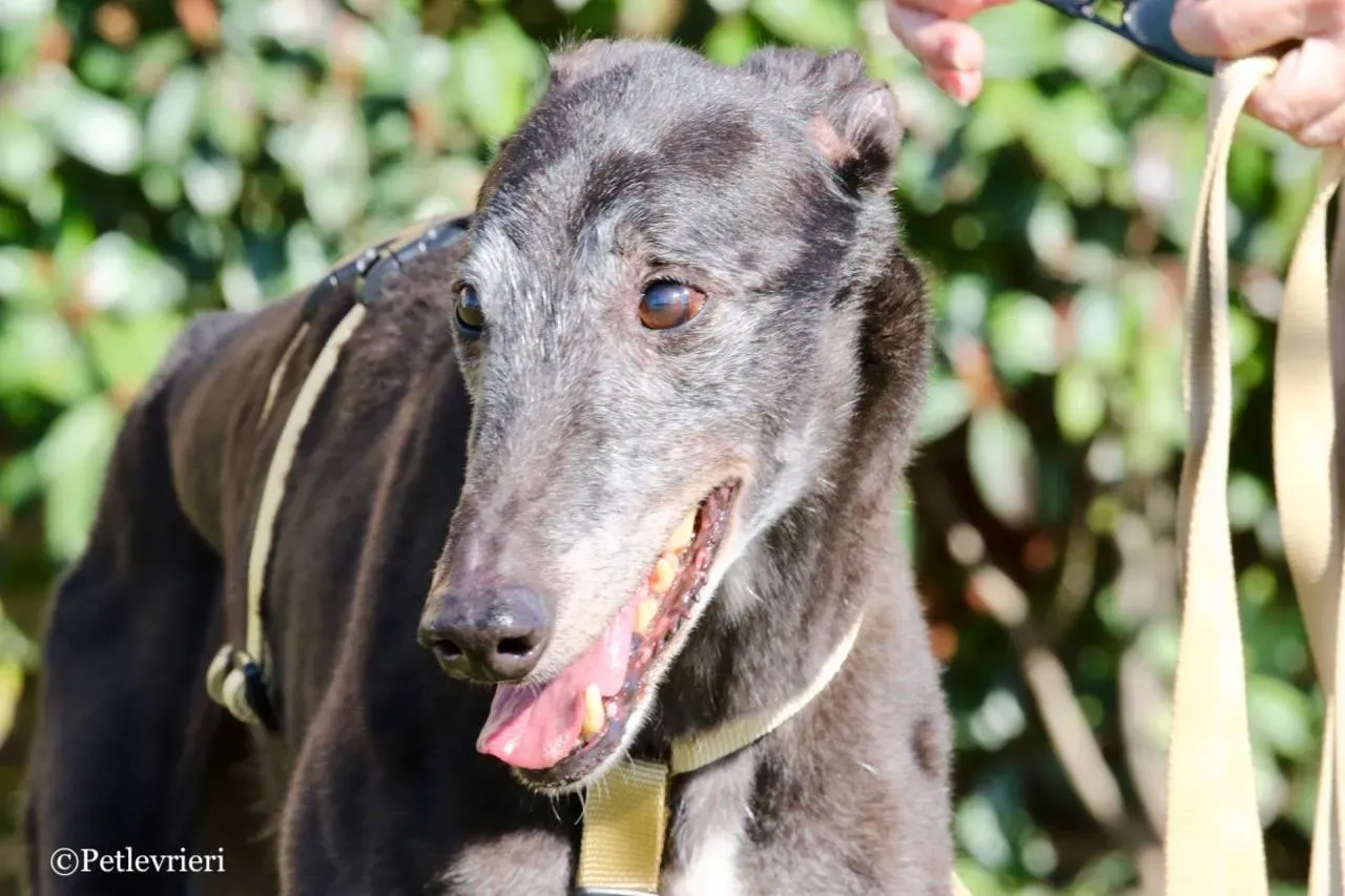 wins easy adozione greyhound macao 20