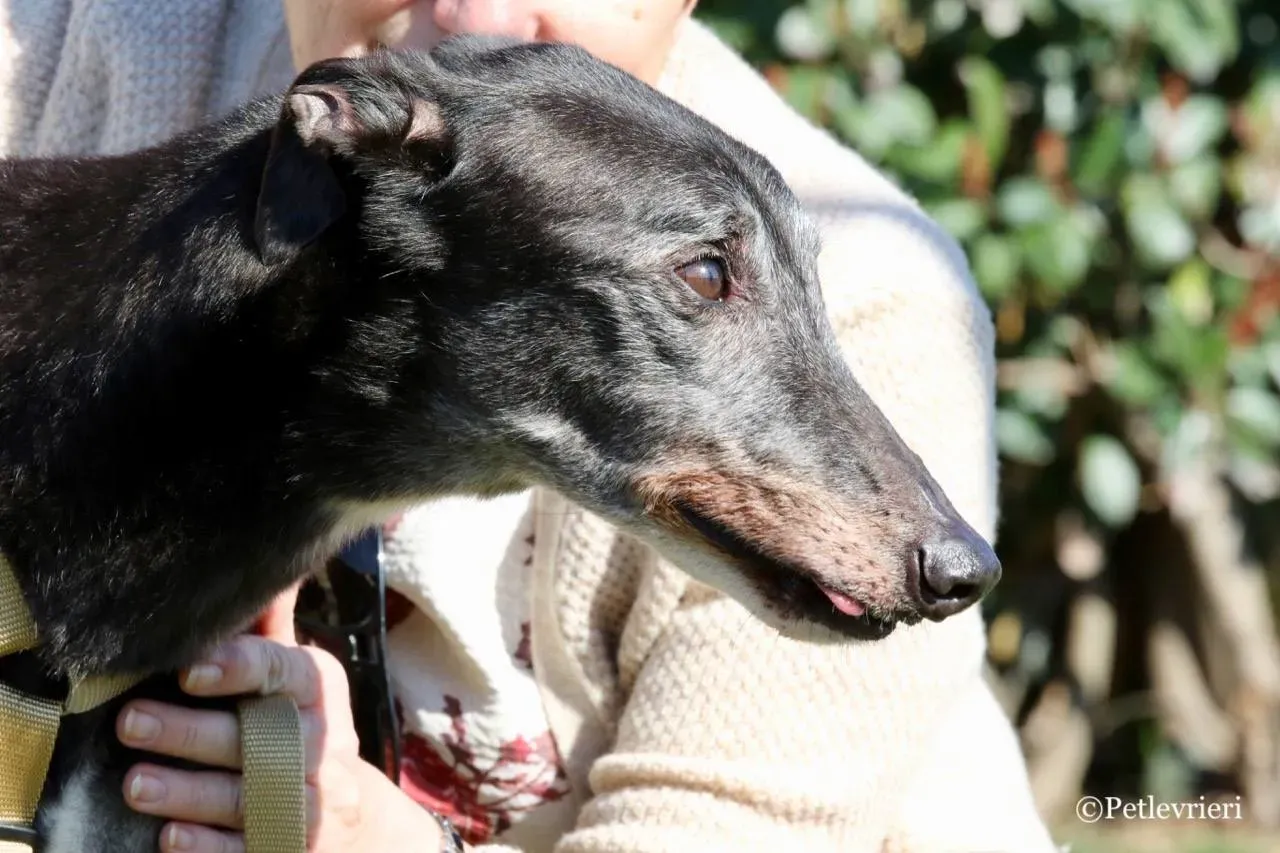 wins easy adozione greyhound macao 21