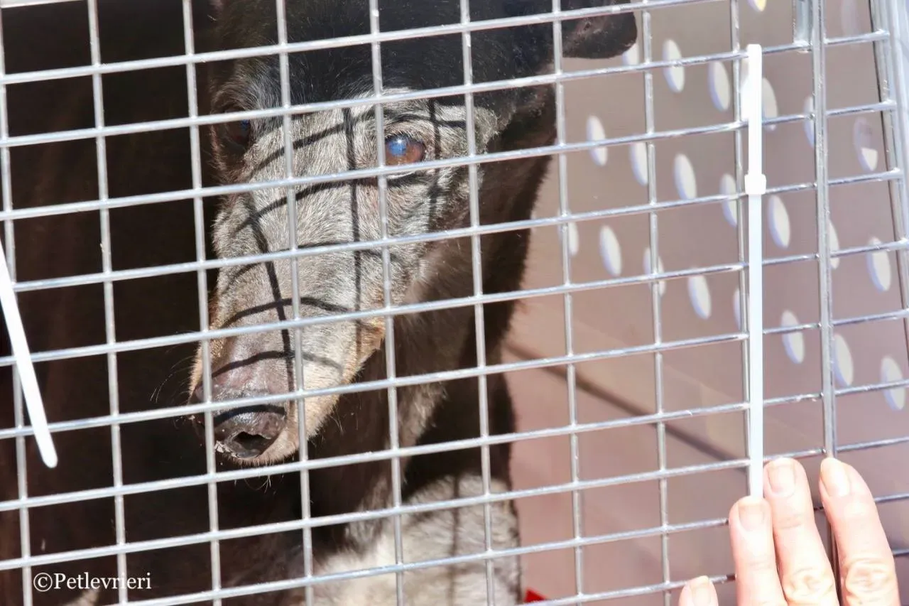 wins easy adozione greyhound macao 26