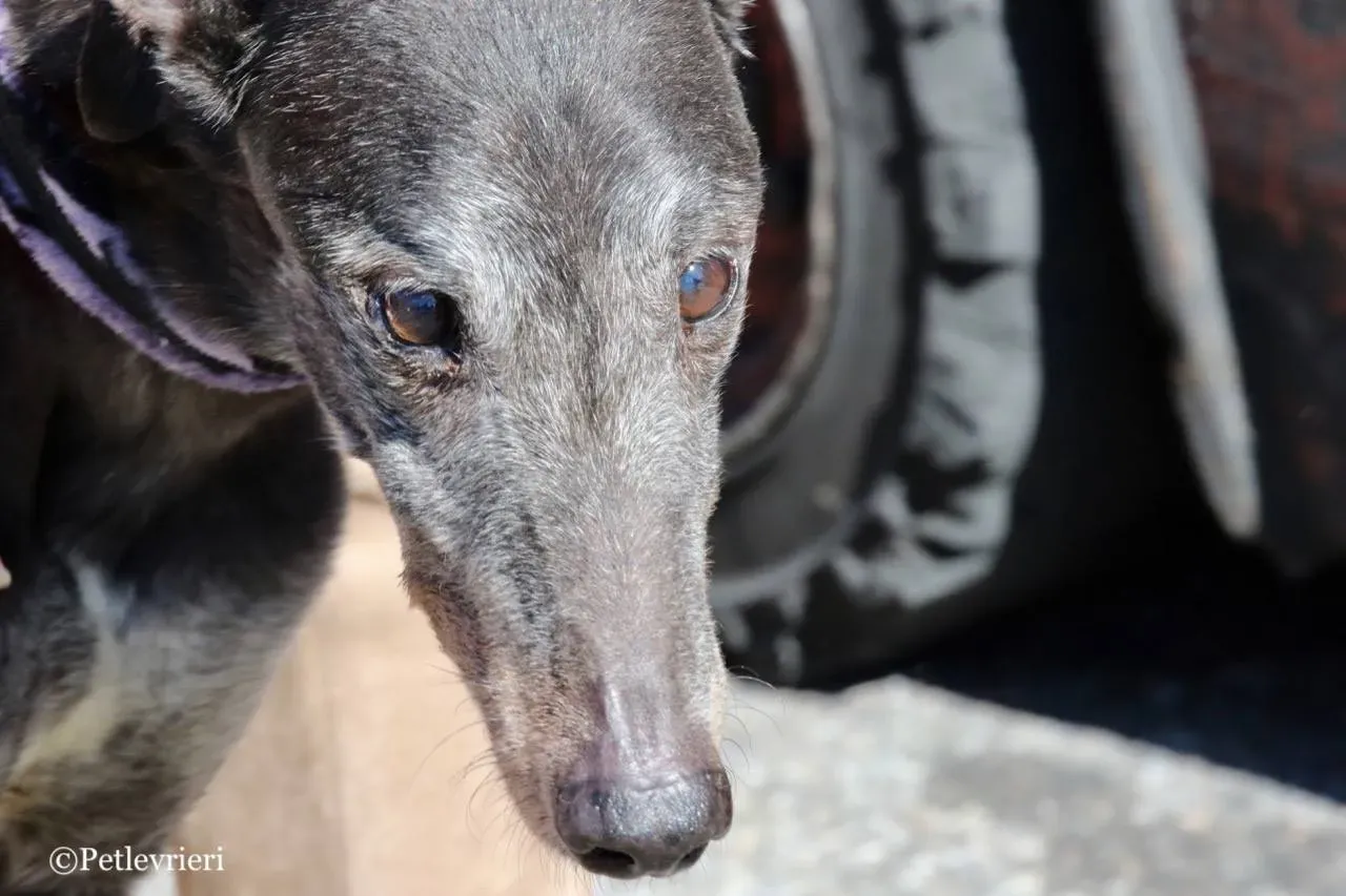 wins easy adozione greyhound macao 27