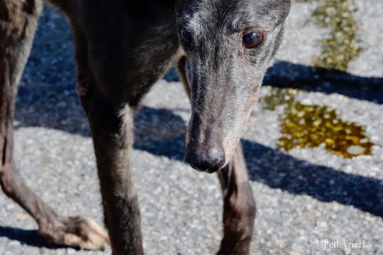 wins easy adozione greyhound macao 28