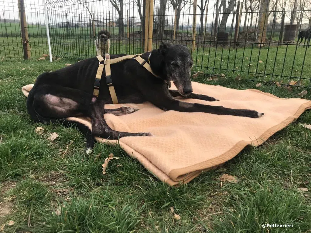 wins easy adozione greyhound macao 3 2