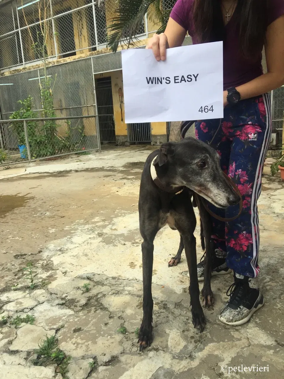 wins easy adozione greyhound macao 3