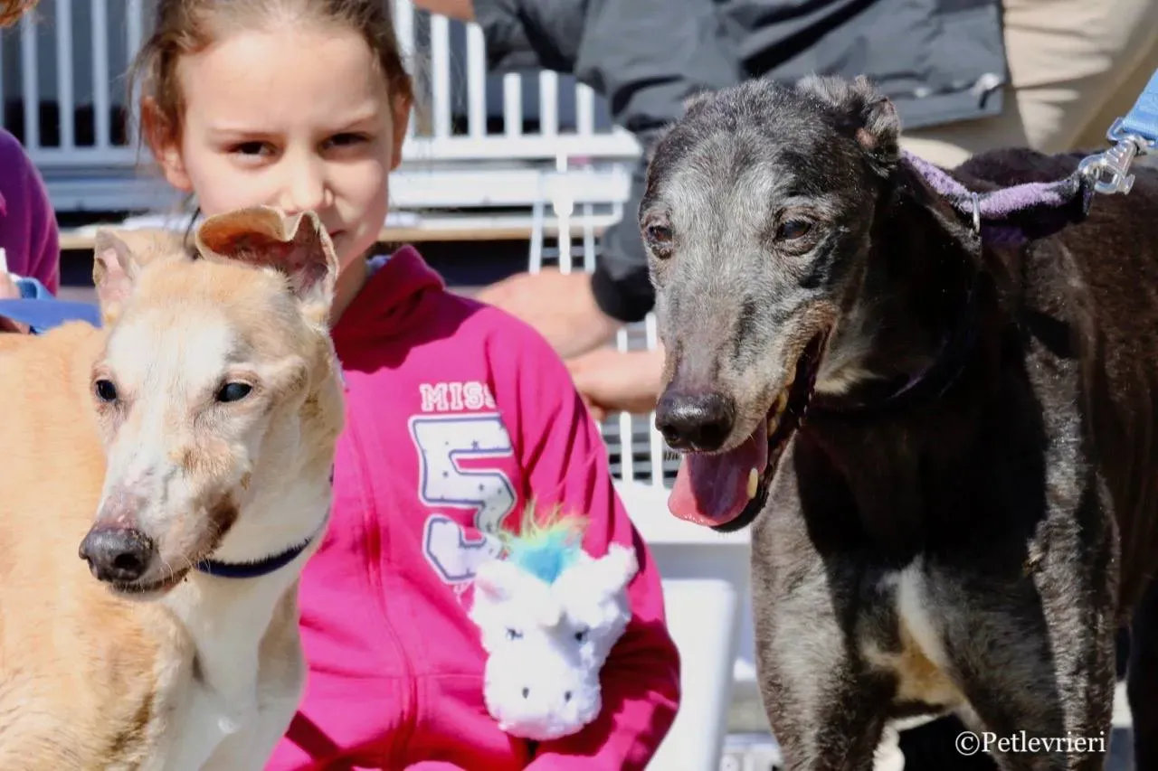 wins easy adozione greyhound macao 30