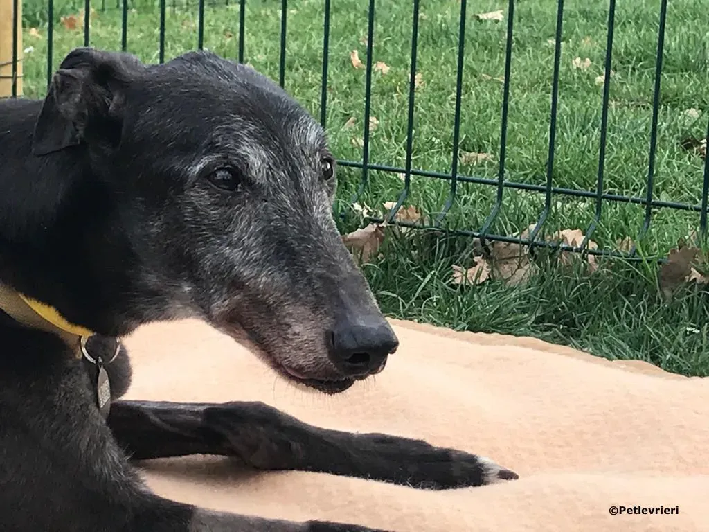 wins easy adozione greyhound macao 4 2