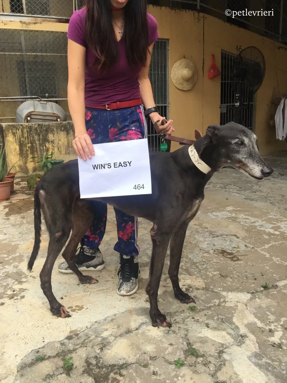 wins easy adozione greyhound macao 4