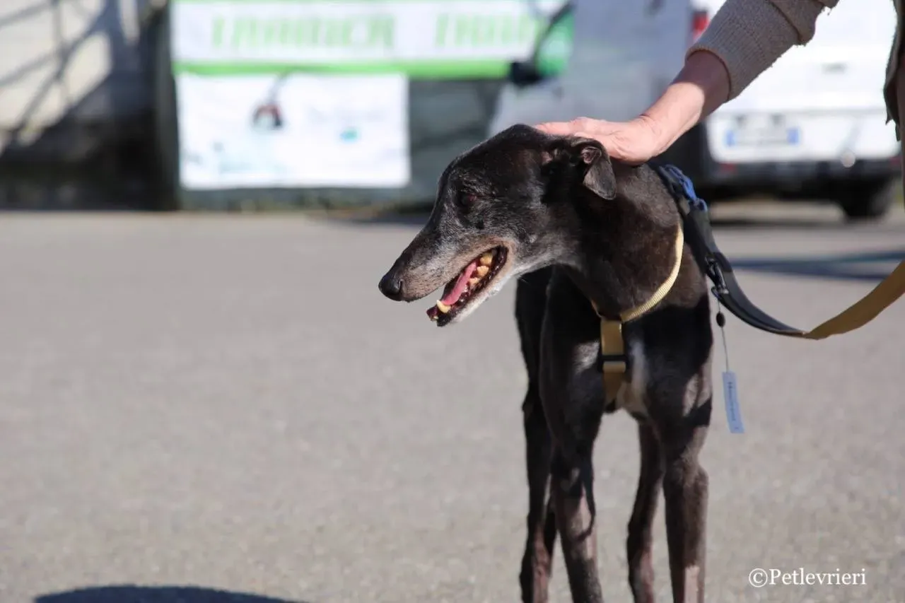 wins easy adozione greyhound macao 5 1