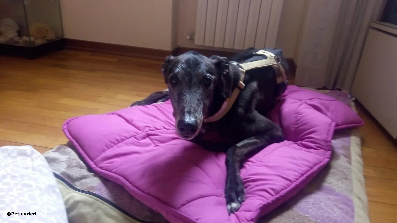 wins easy adozione greyhound macao 5 2