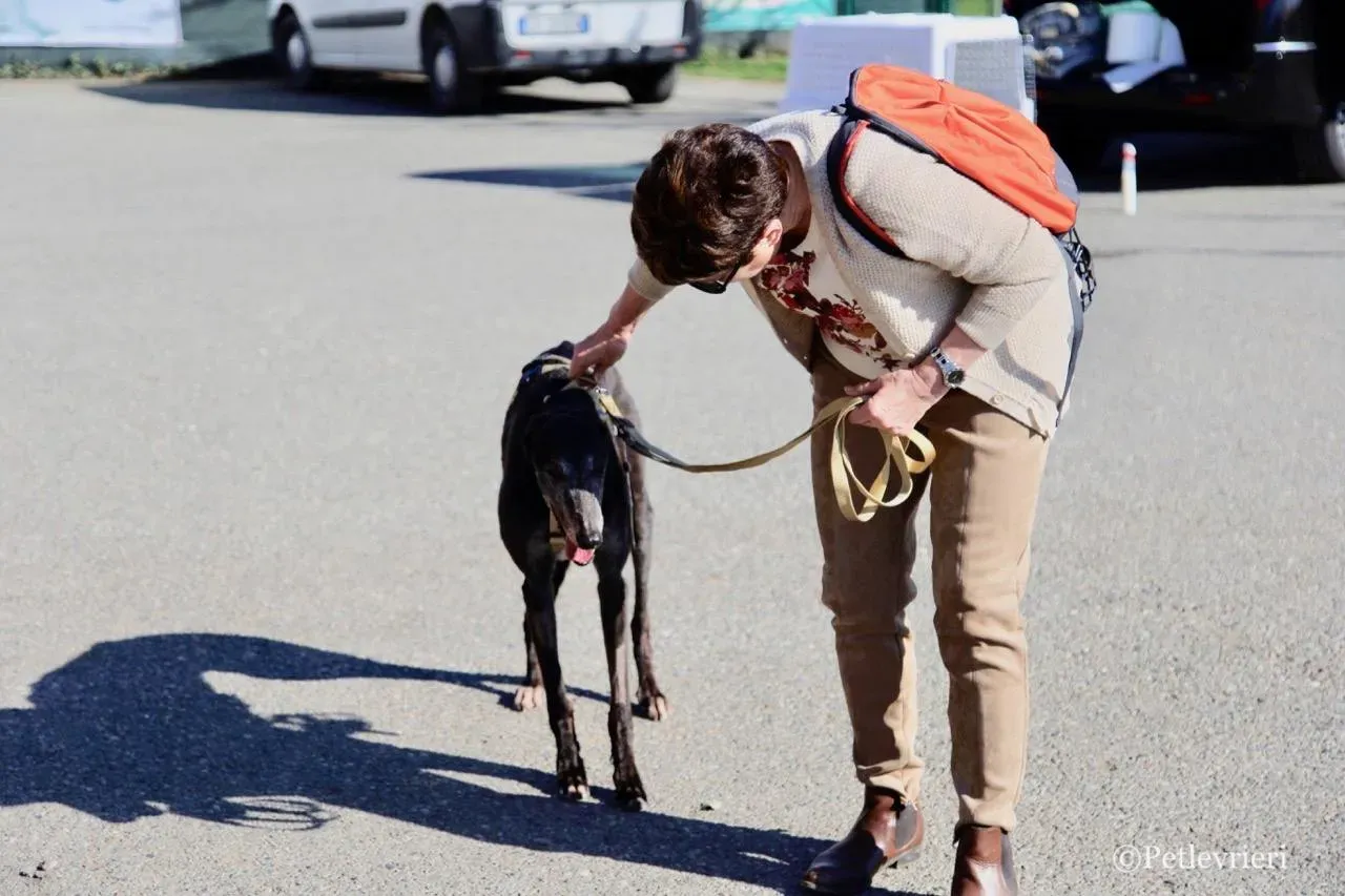 wins easy adozione greyhound macao 6 1