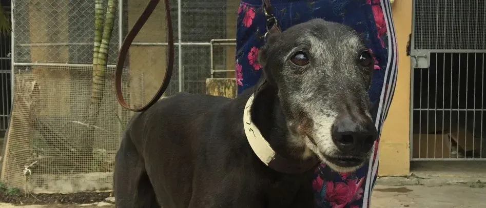 wins easy adozione greyhound macao 6 e1544702356858