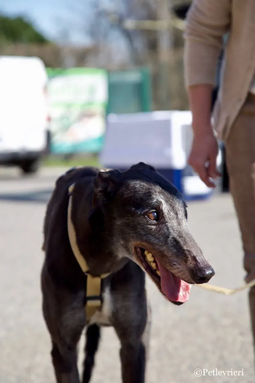 wins easy adozione greyhound macao 7 1