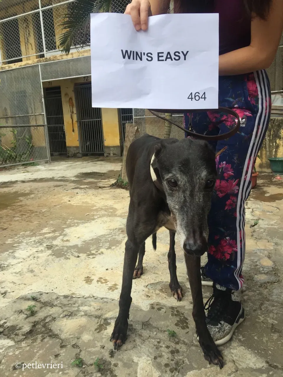 wins easy adozione greyhound macao 7