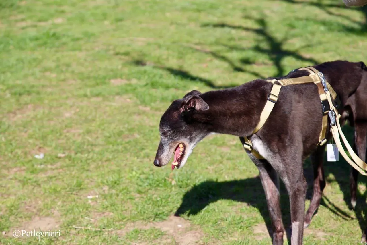 wins easy adozione greyhound macao 8 1