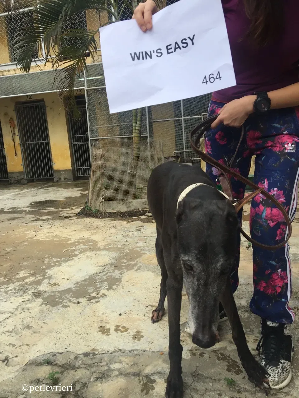wins easy adozione greyhound macao 8