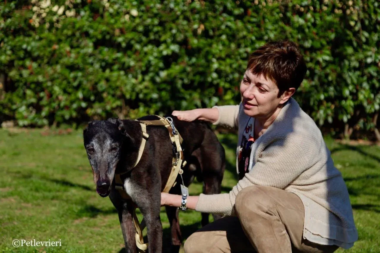 wins easy adozione greyhound macao 9 1