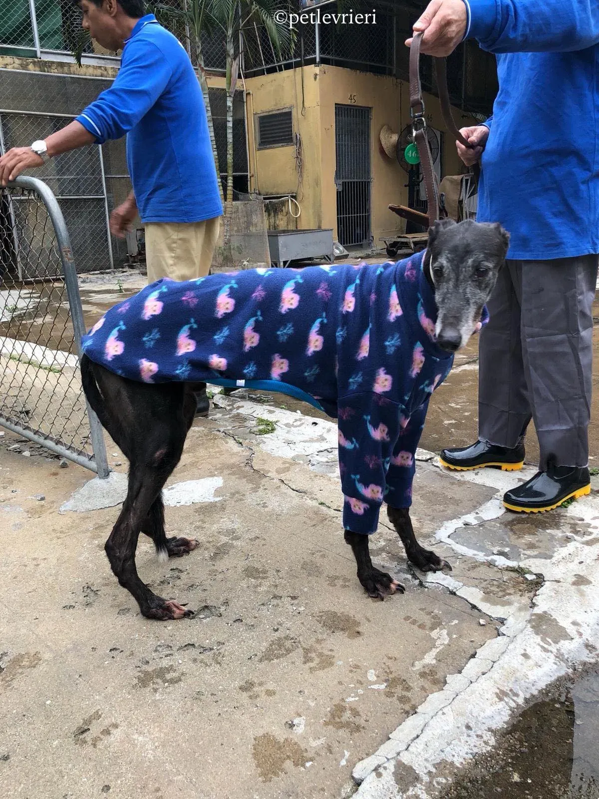 wins easy adozione greyhound macao 9