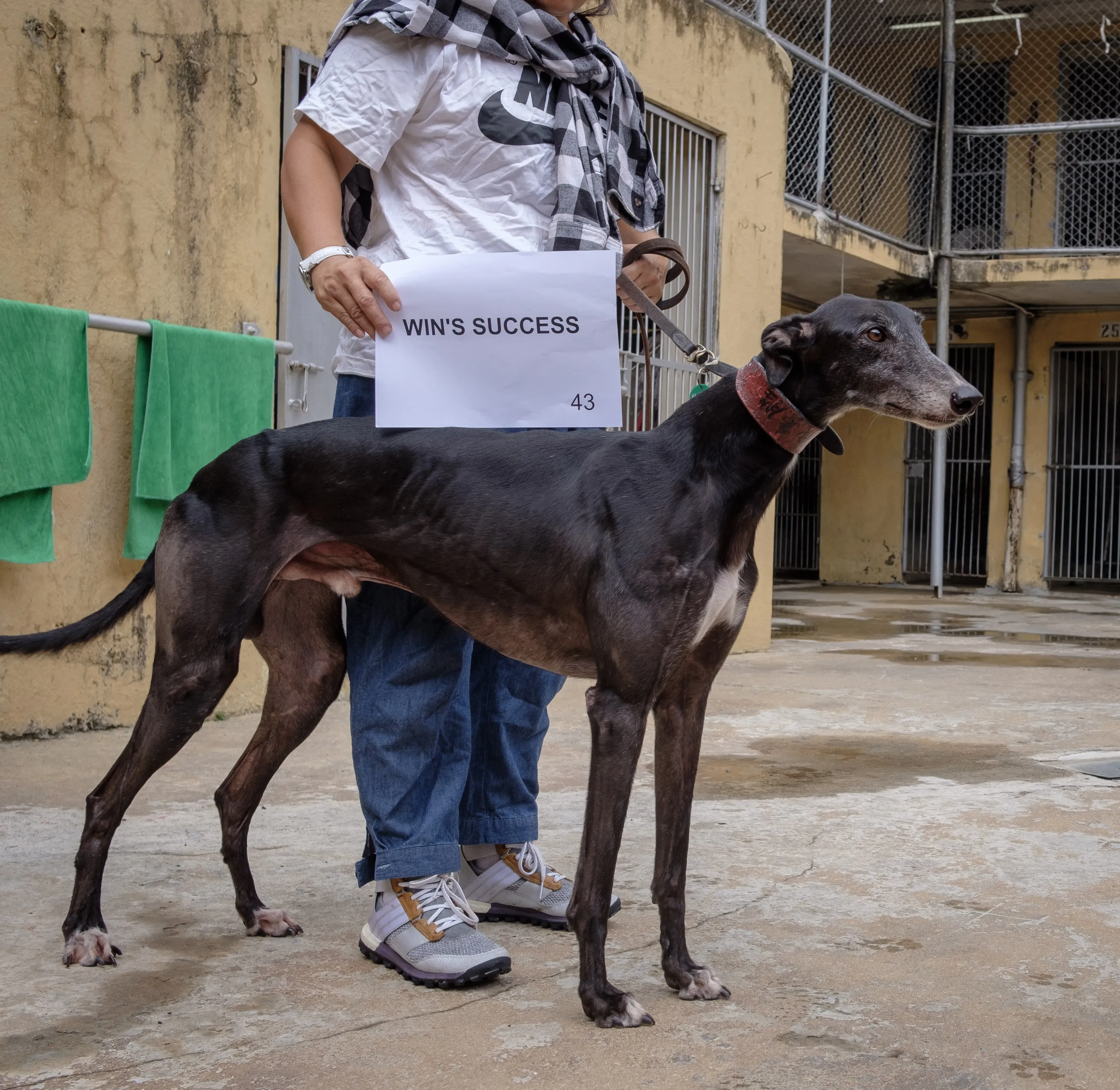 wins success adozione greyhound macao 1