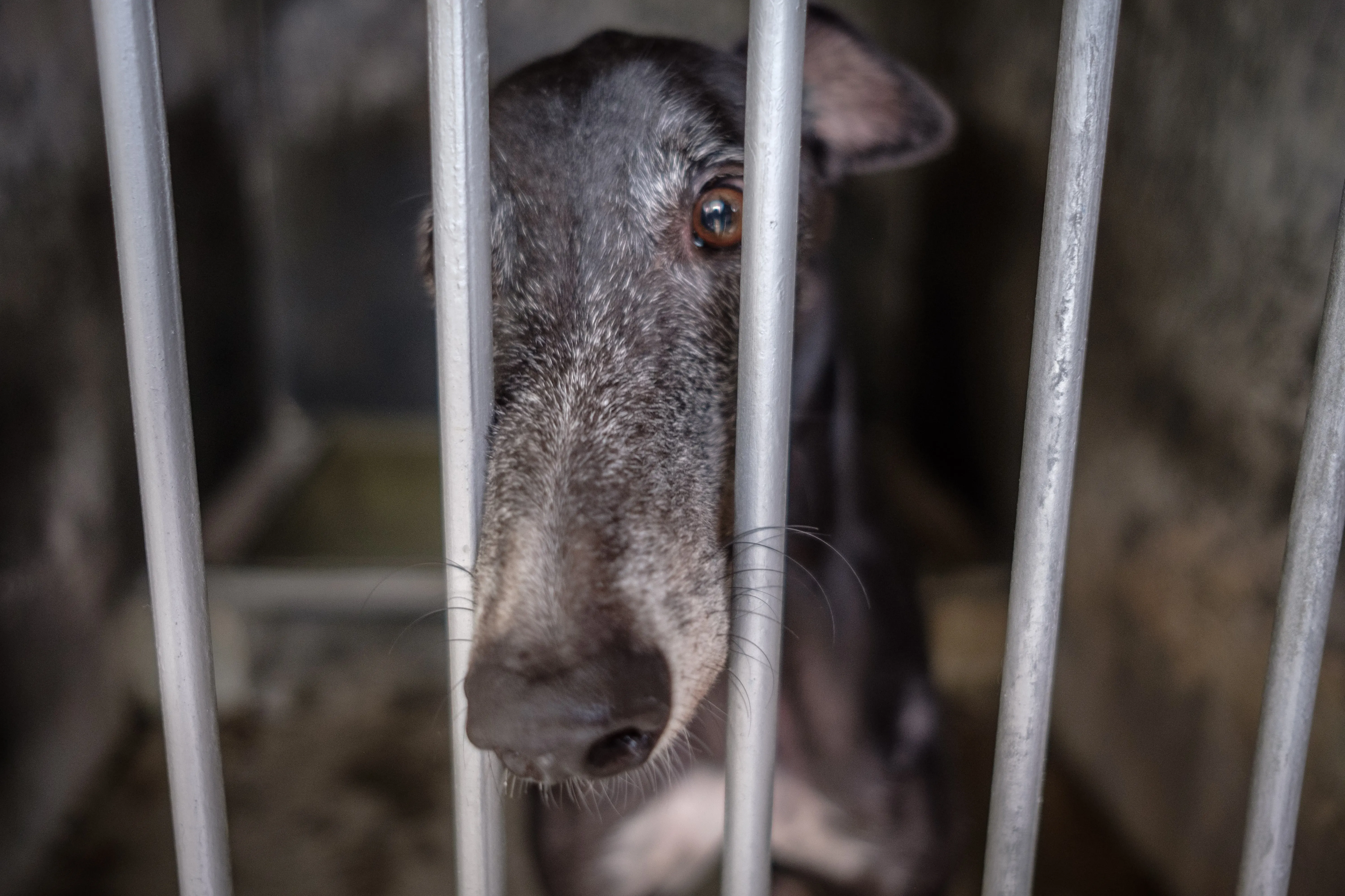 wins success adozione greyhound macao 10