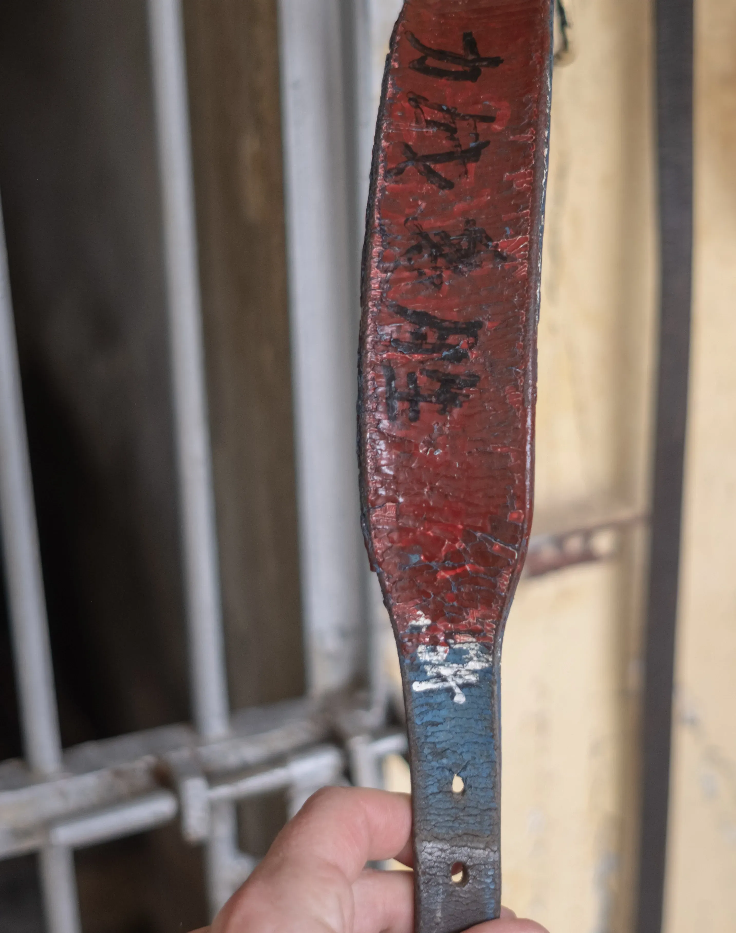 wins success adozione greyhound macao 12