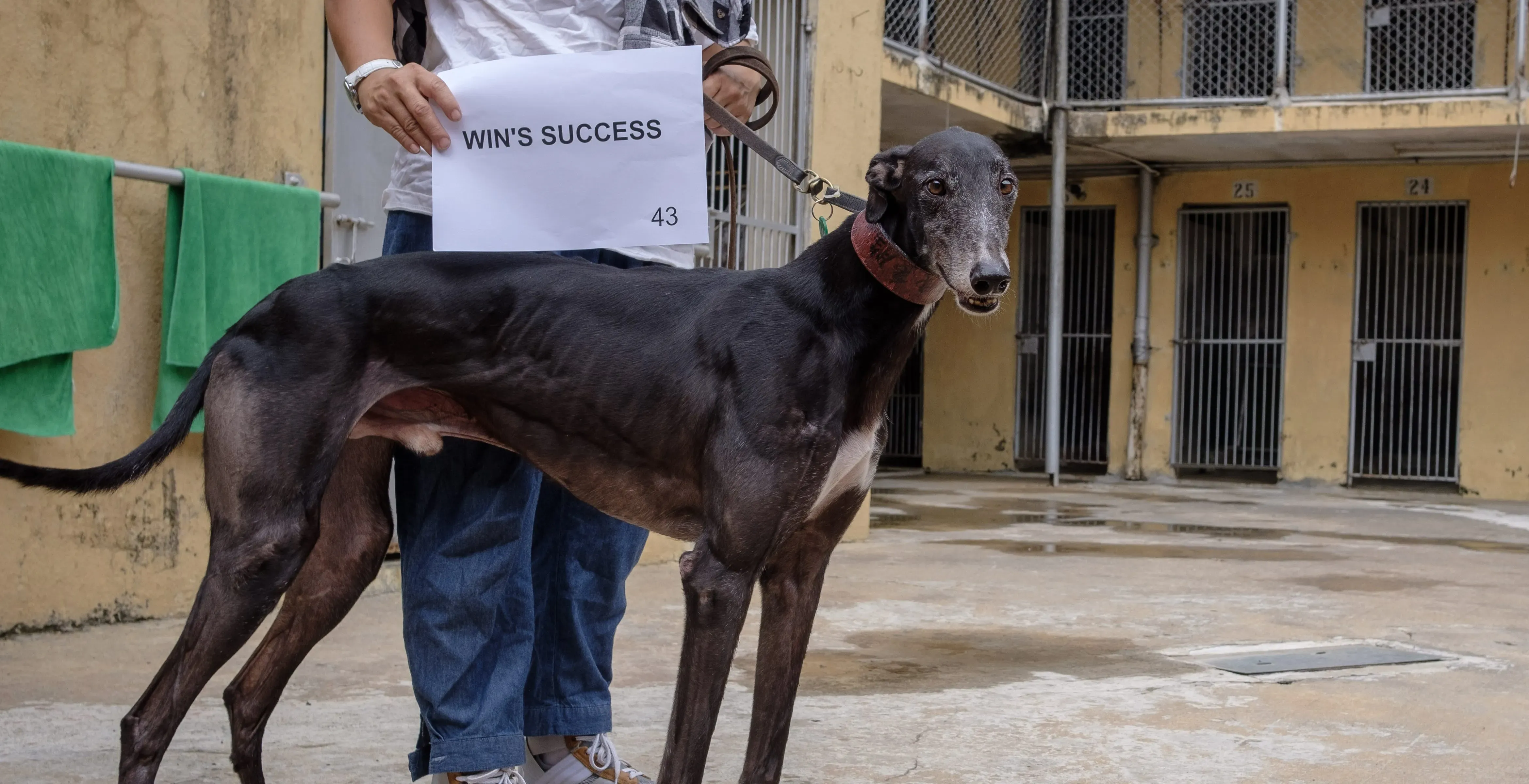 wins success adozione greyhound macao 2 e1544132344437