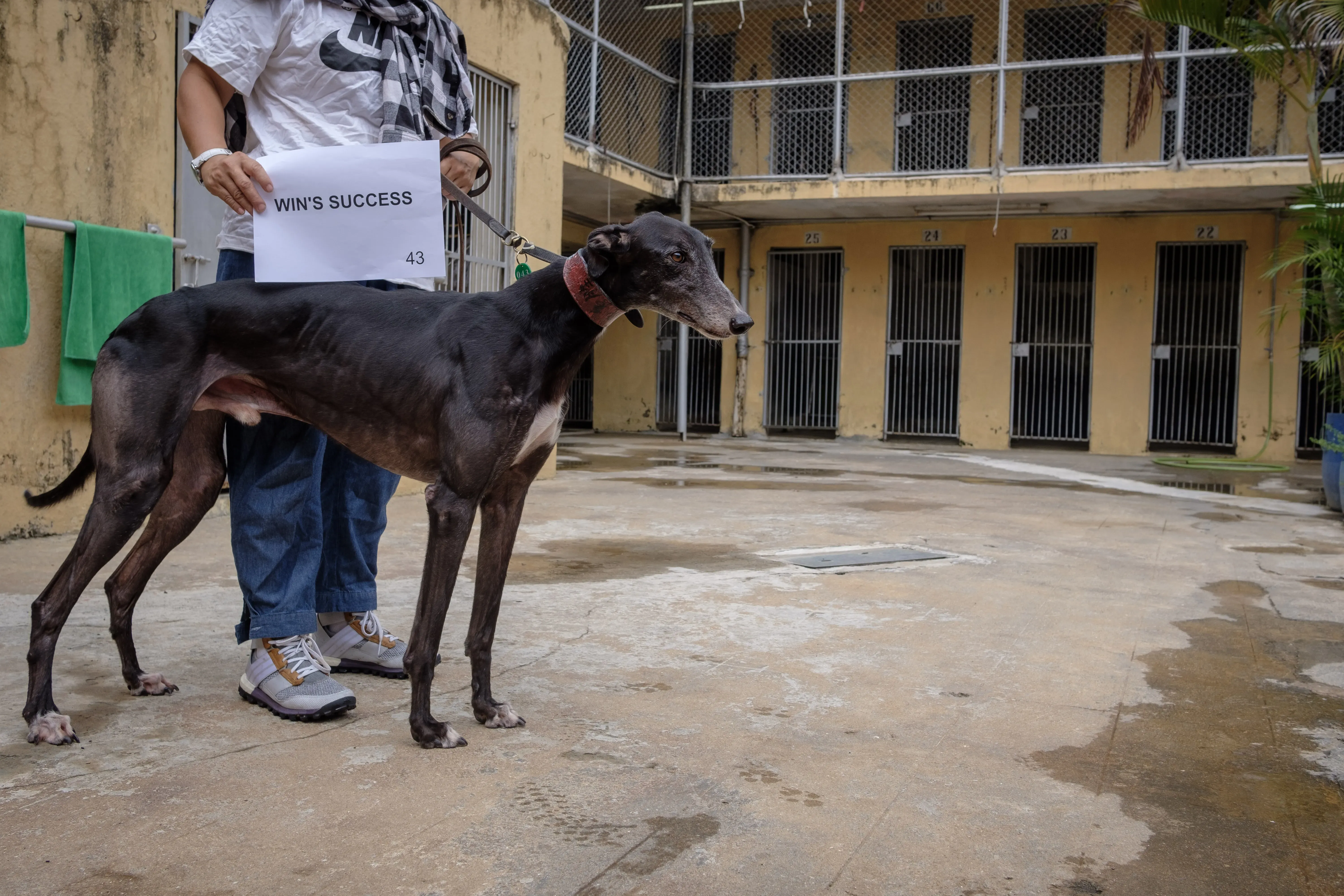 wins success adozione greyhound macao 3