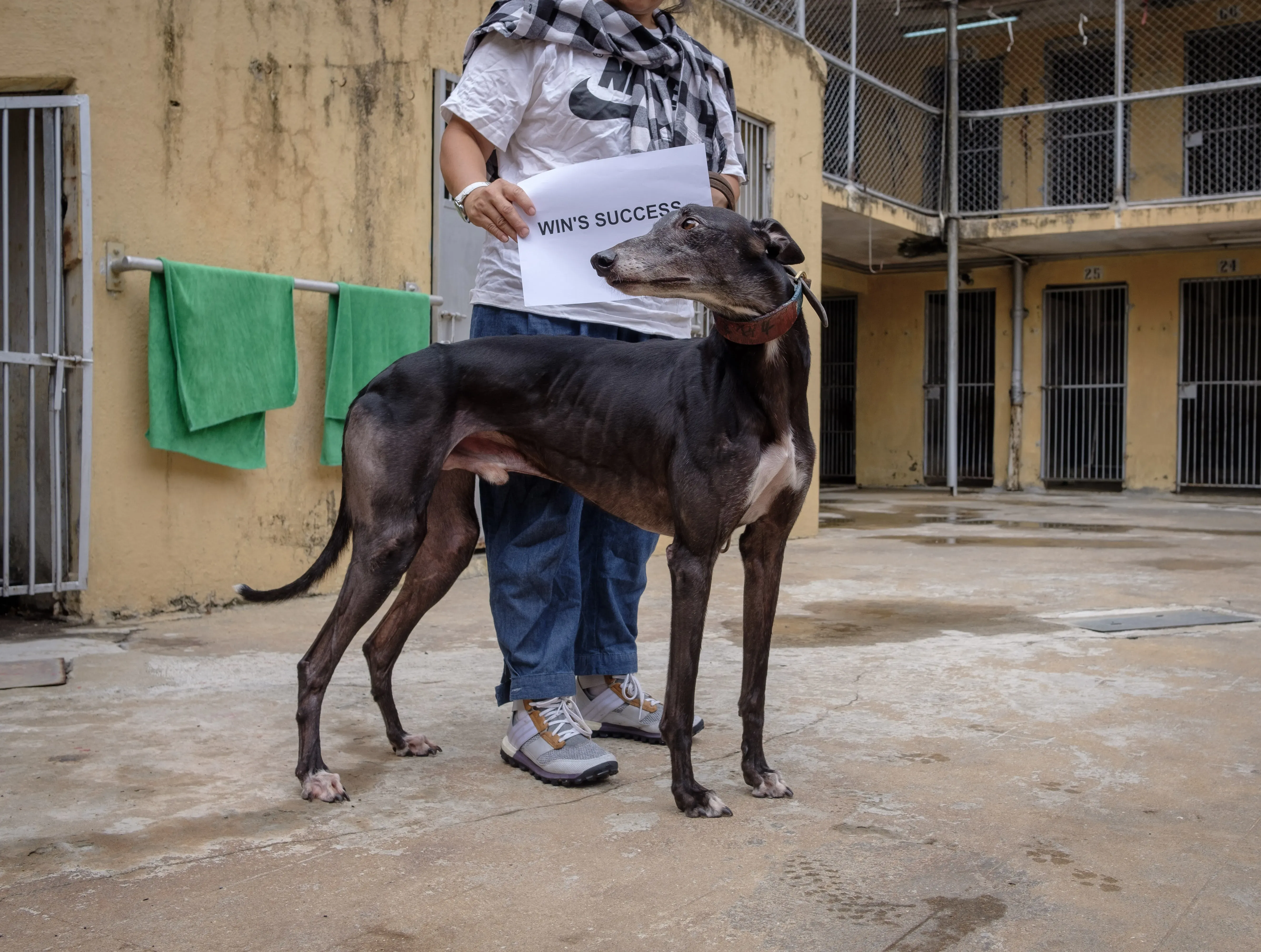 wins success adozione greyhound macao 4