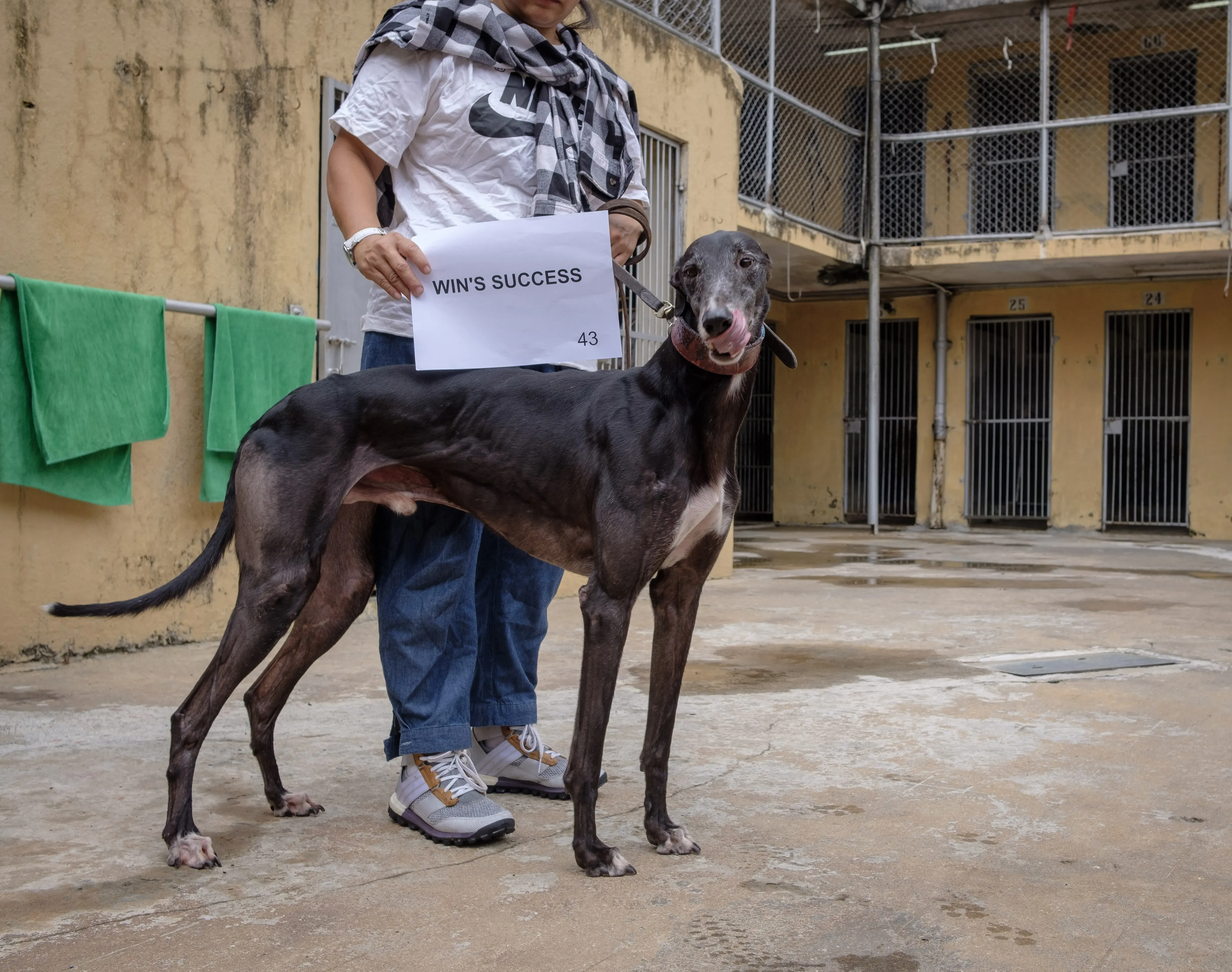 wins success adozione greyhound macao 5