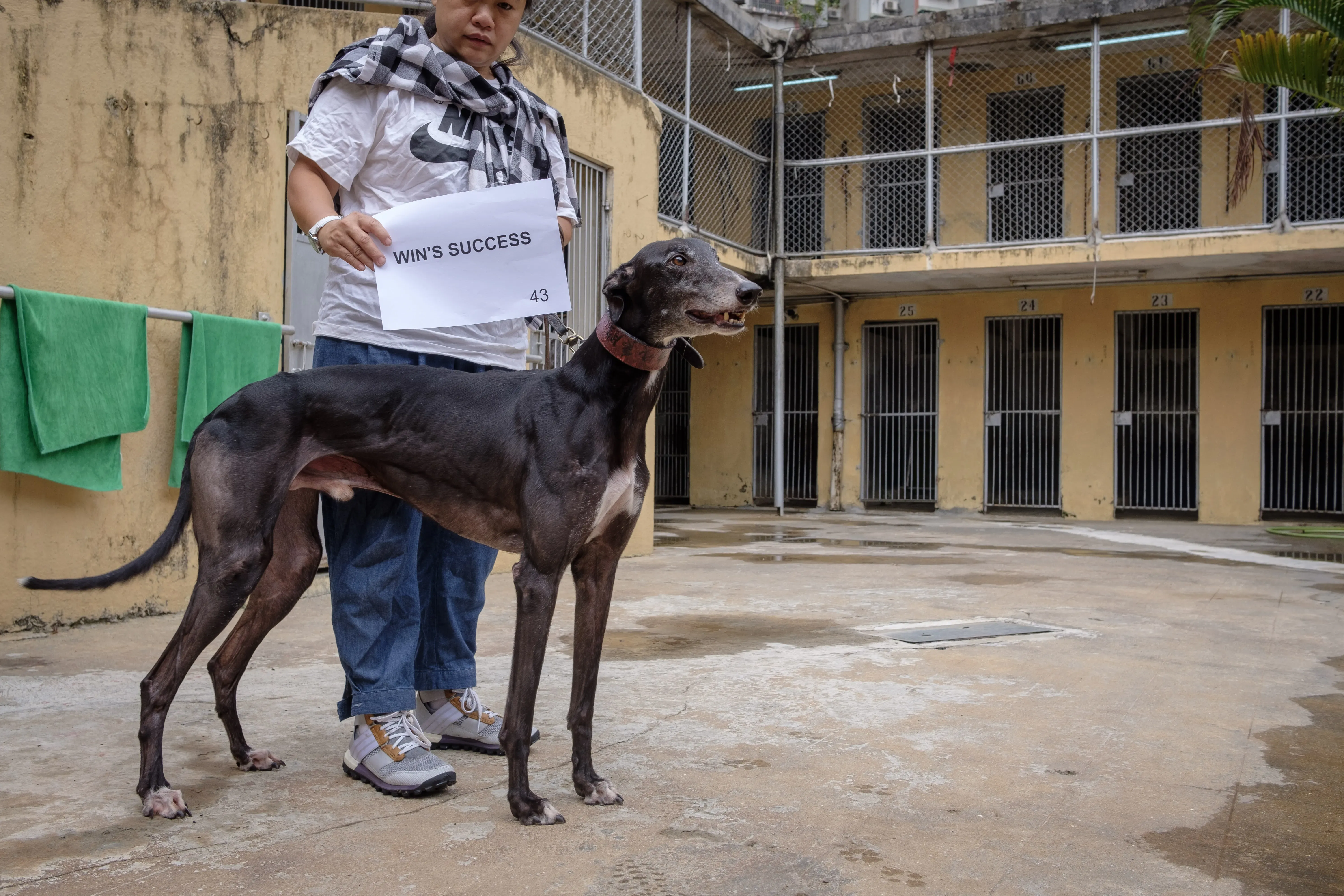 wins success adozione greyhound macao 6