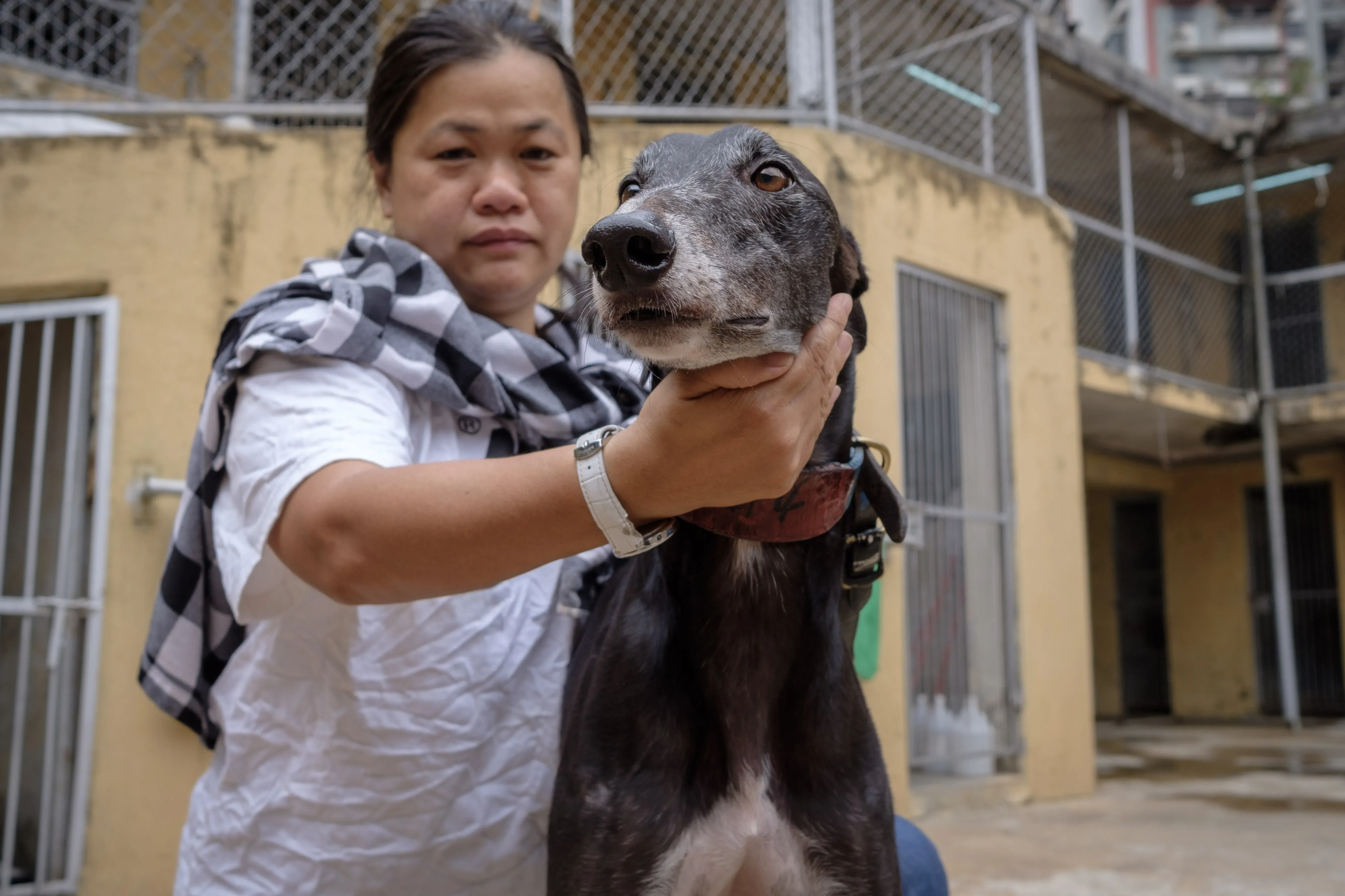 wins success adozione greyhound macao 7