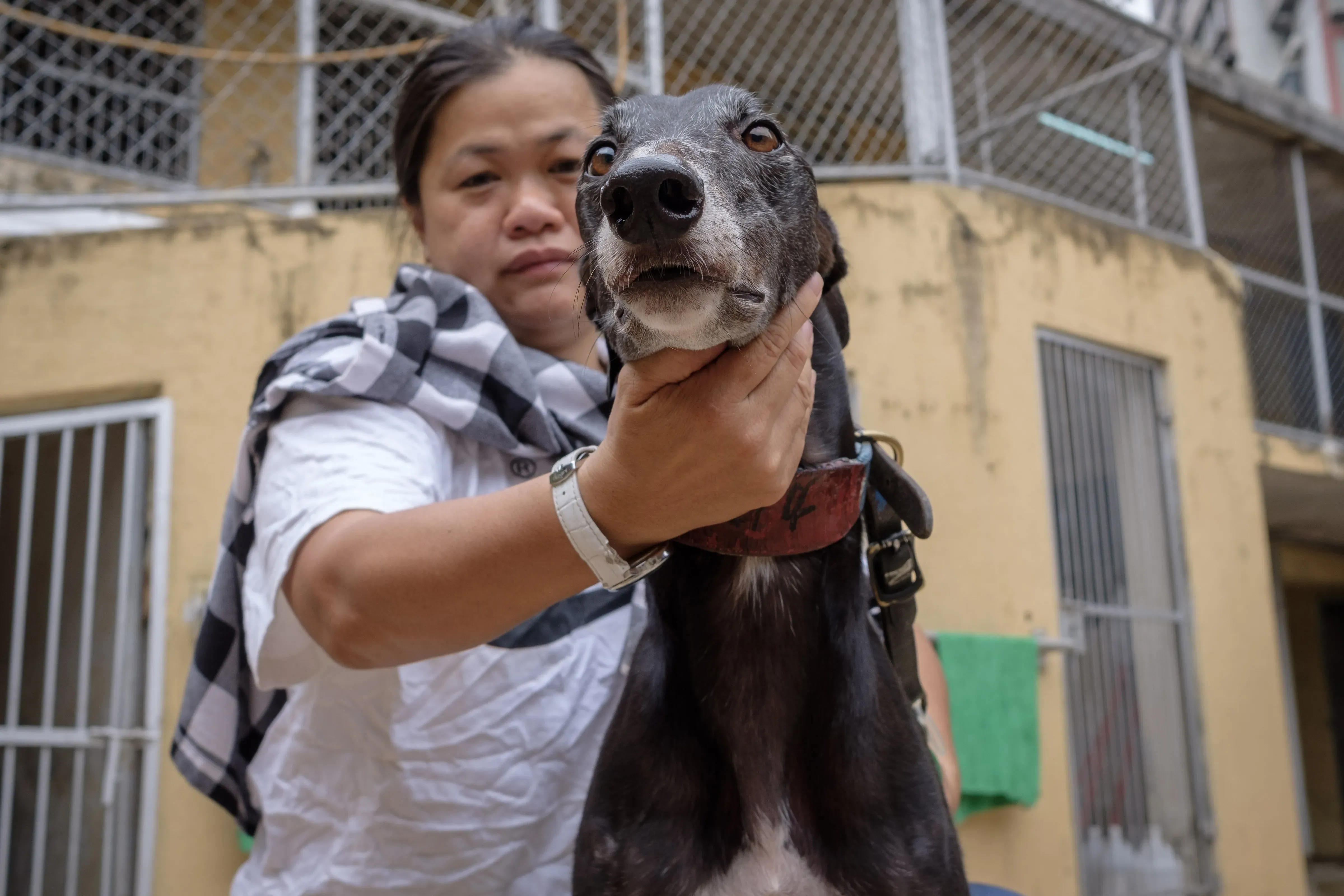 wins success adozione greyhound macao 8