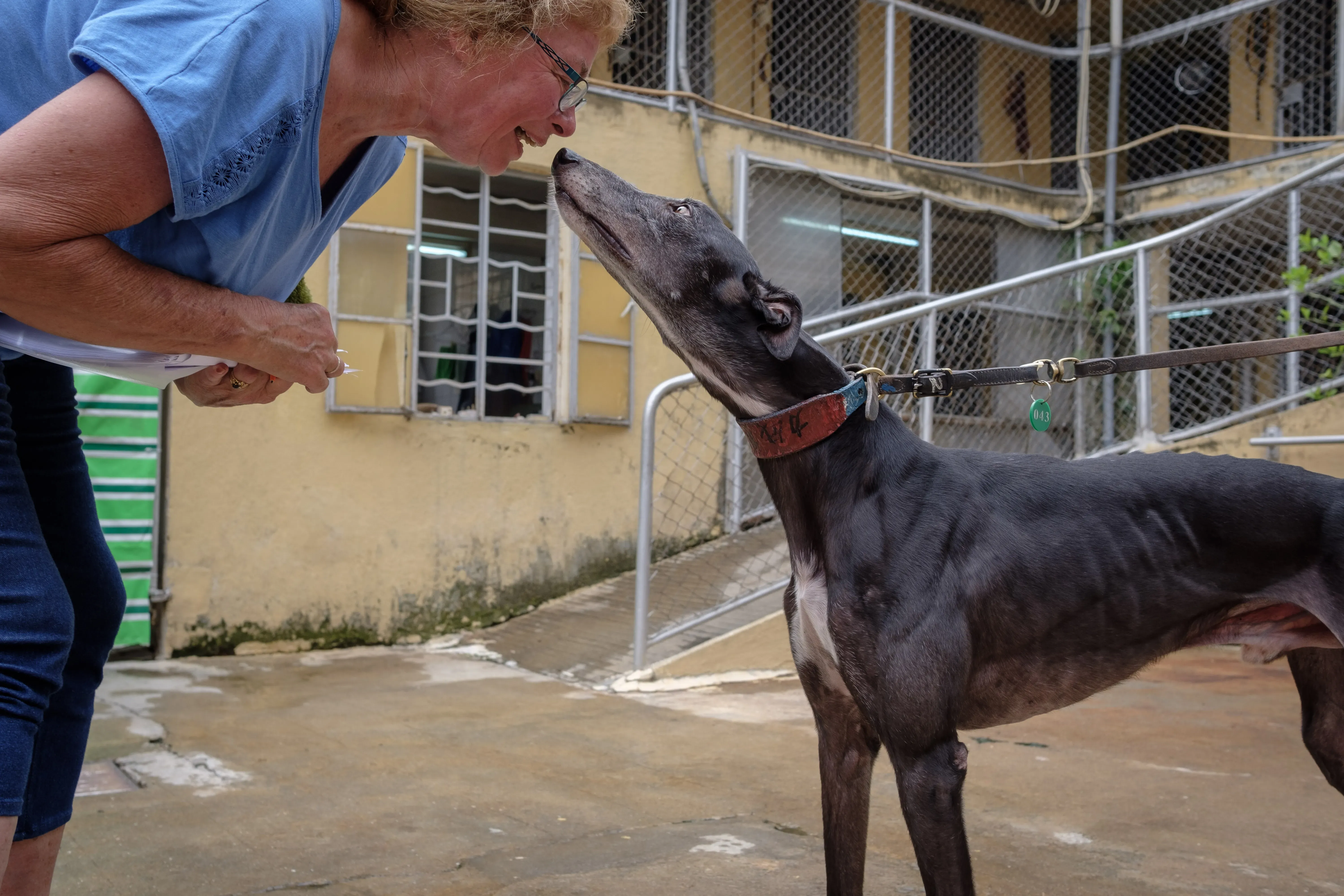 wins success adozione greyhound macao 9