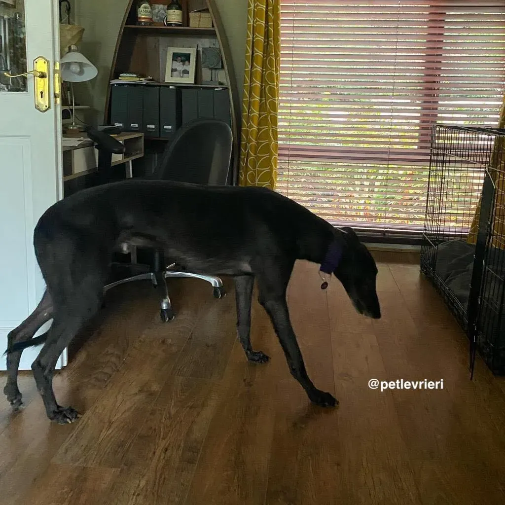winston adozione greyhound pet levrieri 12