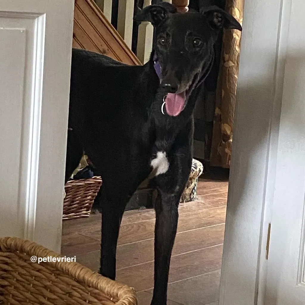 winston adozione greyhound pet levrieri 13