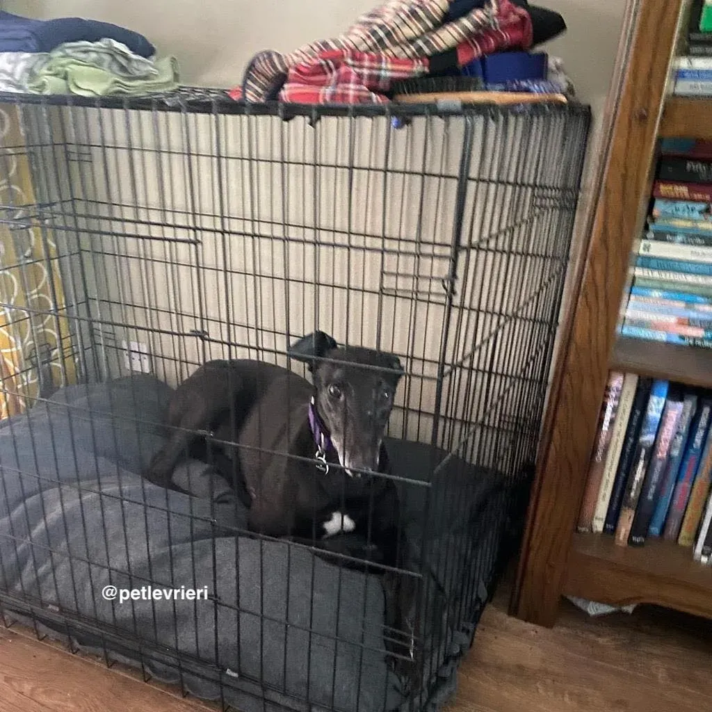 winston adozione greyhound pet levrieri 14