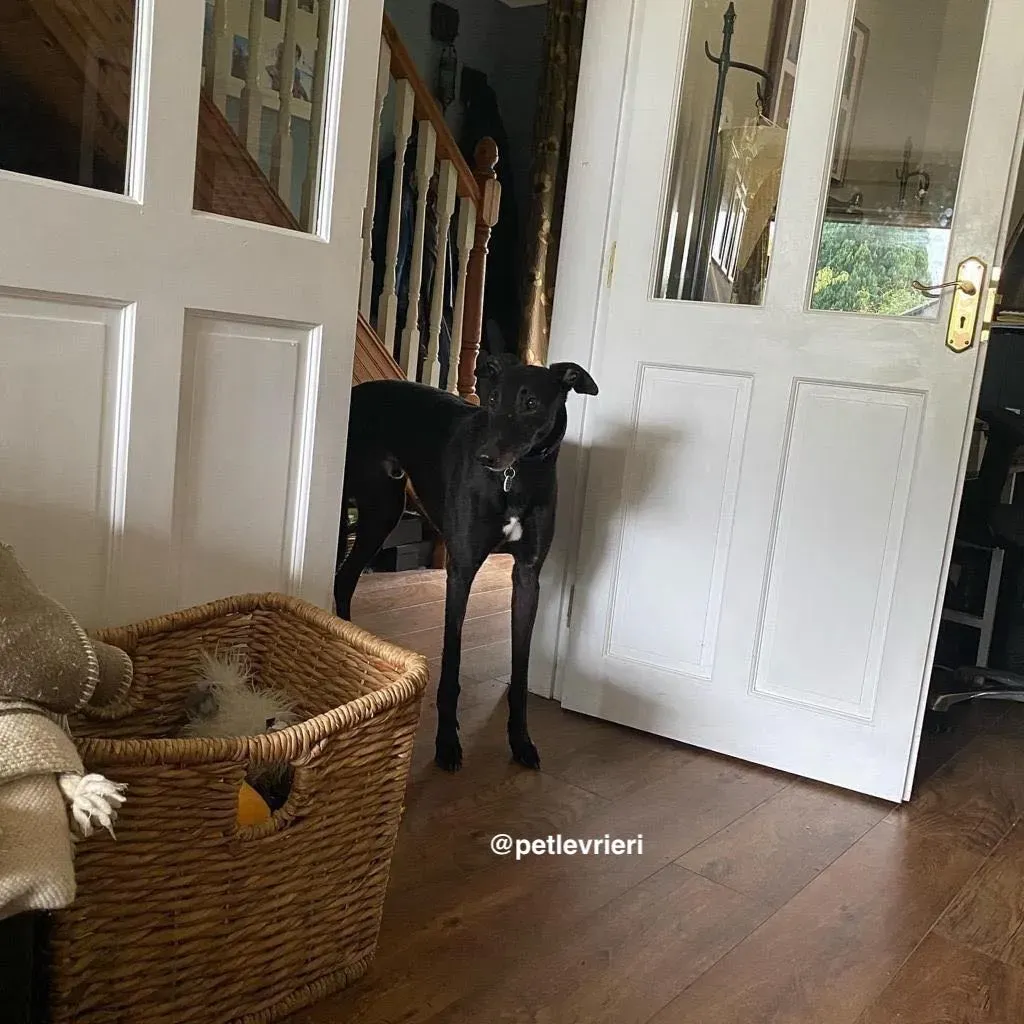 winston adozione greyhound pet levrieri 15