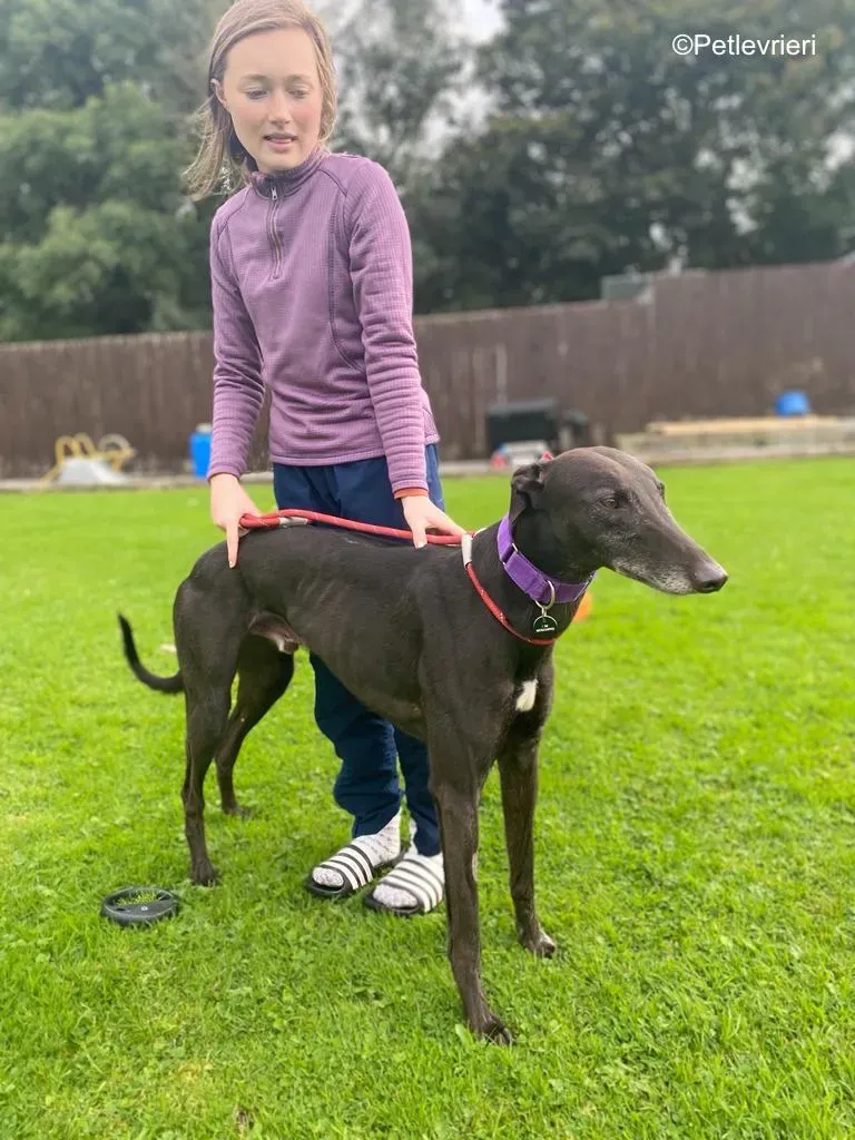 winston adozione levrieri greyound lurcher 1