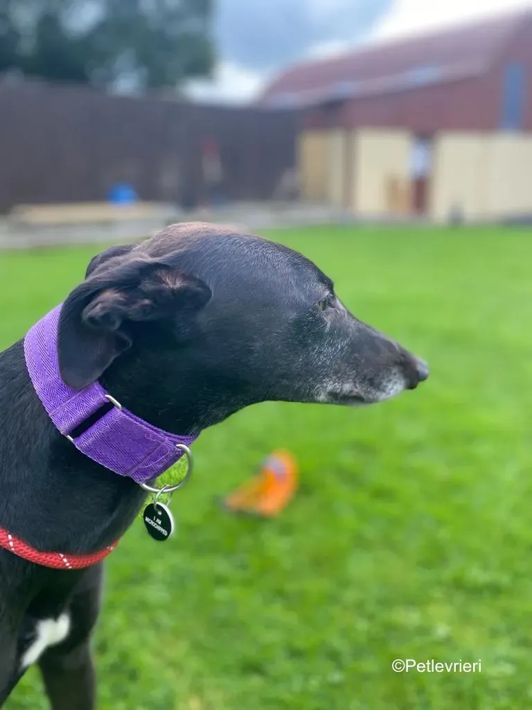 winston adozione levrieri greyound lurcher 10