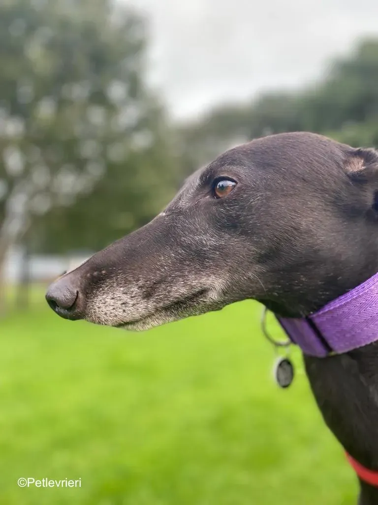 winston adozione levrieri greyound lurcher 2