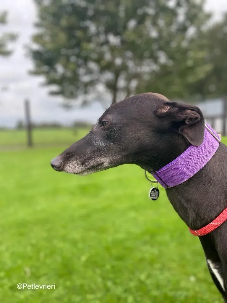 winston adozione levrieri greyound lurcher 3